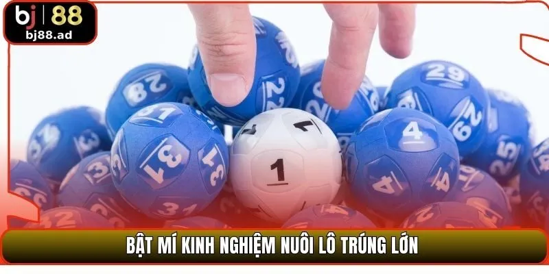 Bật mí kinh nghiệm nuôi lô trúng lớn 