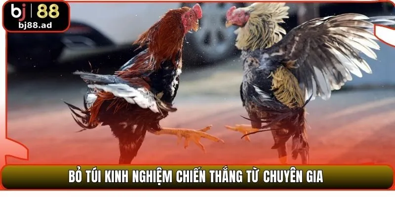 Bỏ túi kinh nghiệm chiến thắng từ chuyên gia 