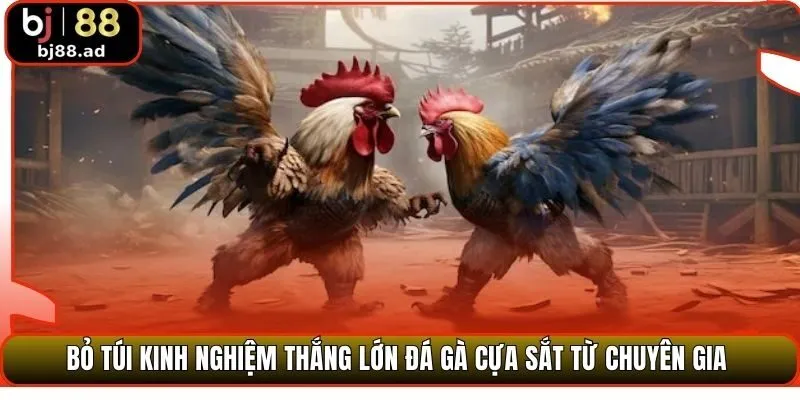 Bỏ túi kinh nghiệm thắng lớn đá gà cựa sắt từ chuyên gia 
