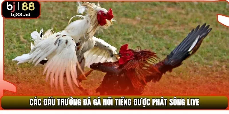 Các đấu trường đá gà nổi tiếng được phát sóng live