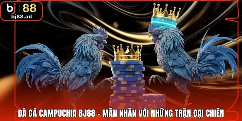 Đá Gà Campuchia BJ88 - Mãn Nhãn Với Những Trận Đại Chiến