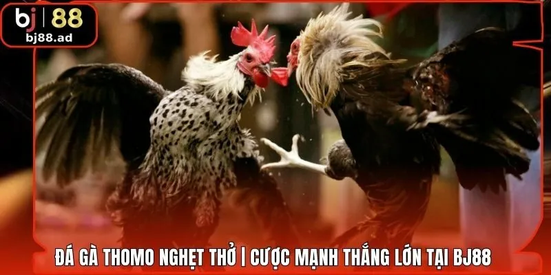 Đá Gà Thomo Nghẹt Thở | Cược Mạnh Thắng Lớn Tại BJ88 