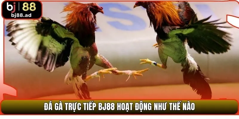 Đá gà trực tiếp BJ88 hoạt động như thế nào