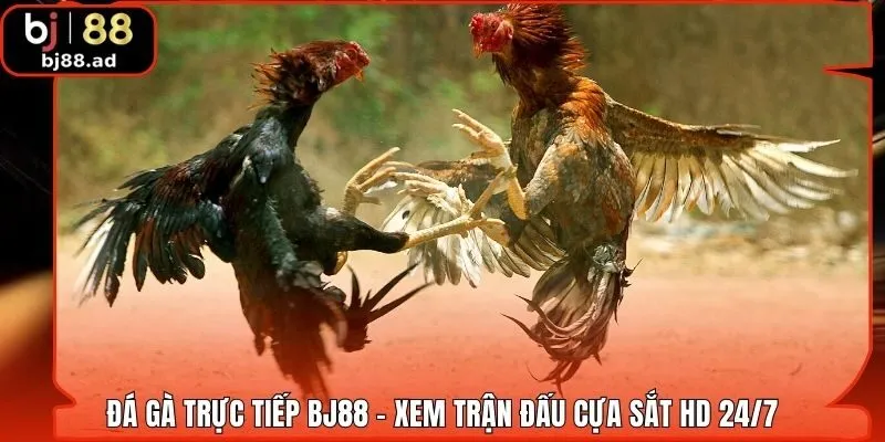 Đá Gà Trực Tiếp BJ88 - Xem Trận Đấu Cựa Sắt HD 24/7