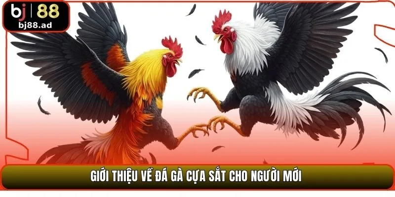 Giới thiệu về đá gà cựa sắt cho người mới 