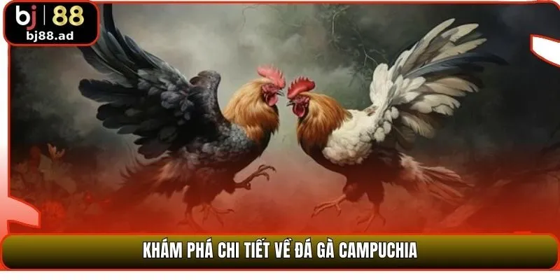 Khám phá chi tiết về đá gà Campuchia