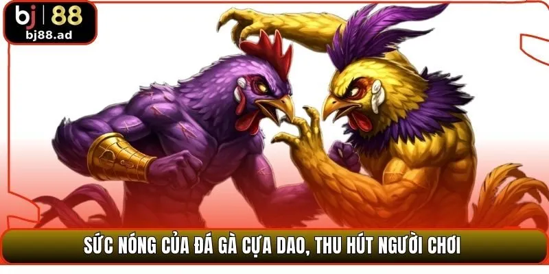 Sức nóng của đá gà cựa dao, thu hút người chơi 
