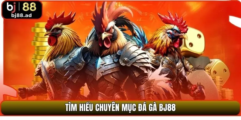 Tìm hiểu chuyên mục đá gà BJ88
