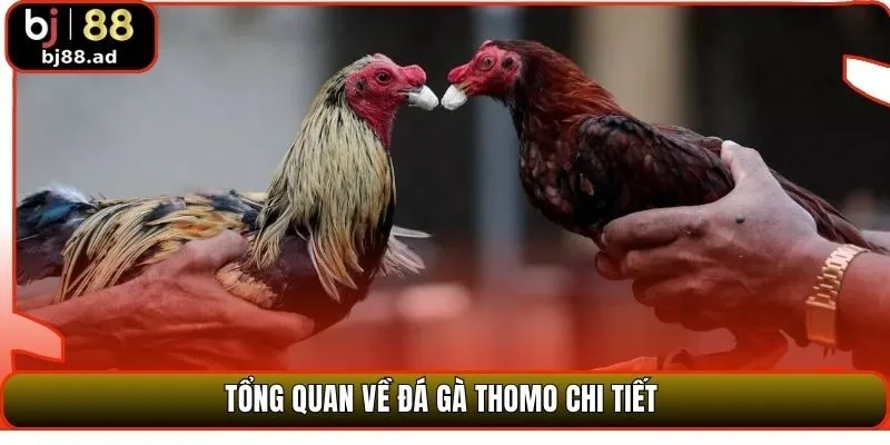 Tổng quan về đá gà Thomo chi tiết 